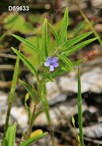 Trichostema brachiatum